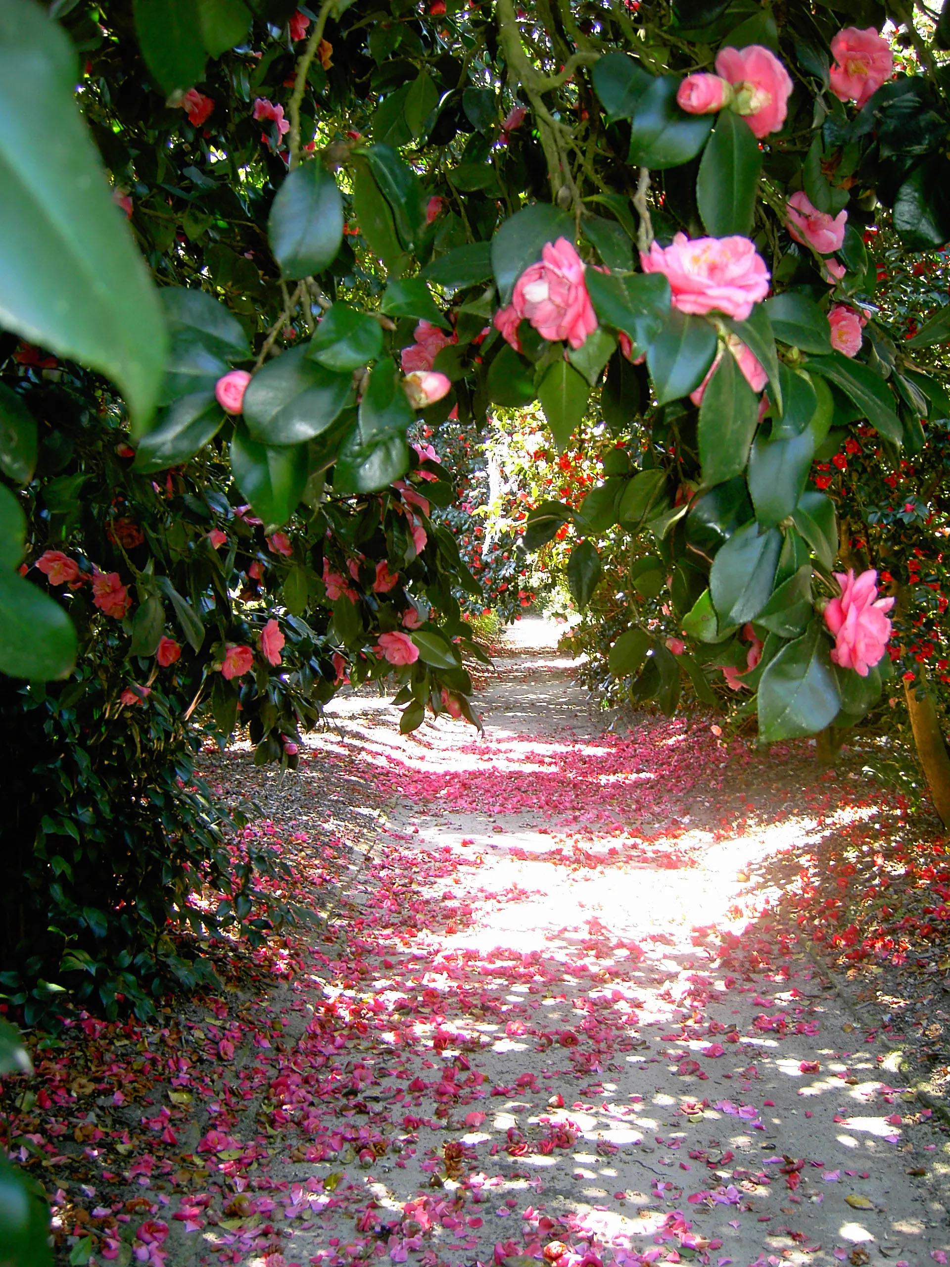 camellia walks