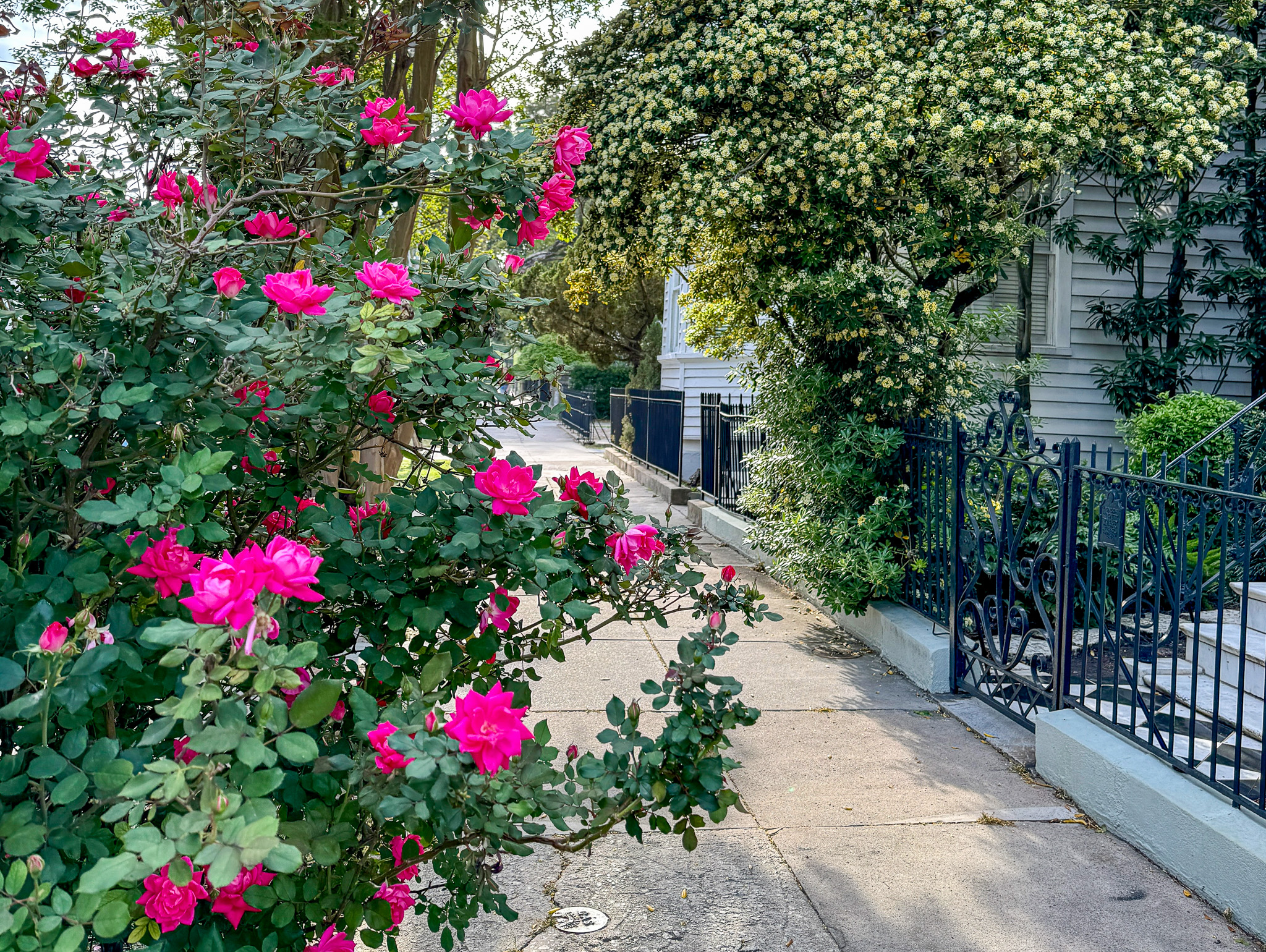Spring in Charleston