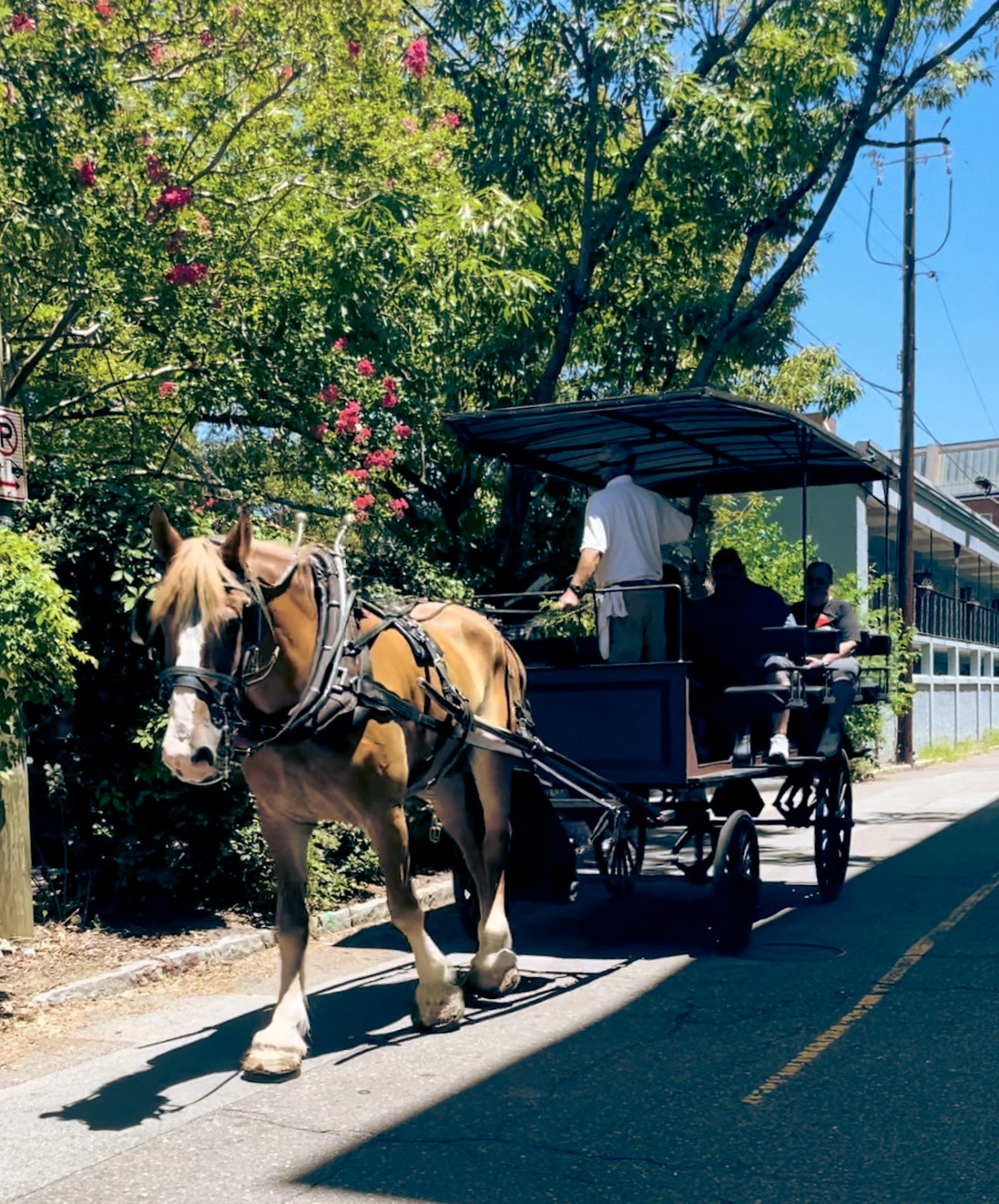 horse and carriage