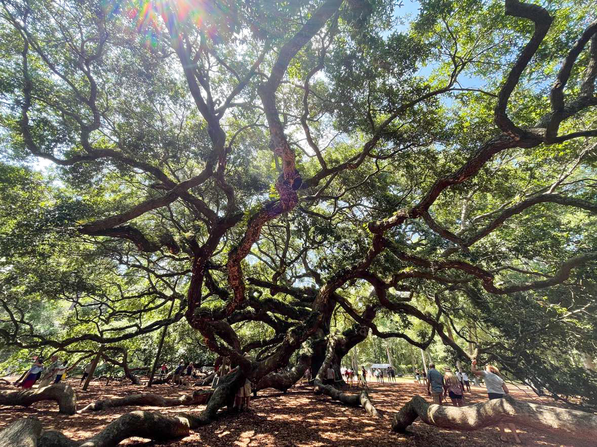 Angel Oak Tree
