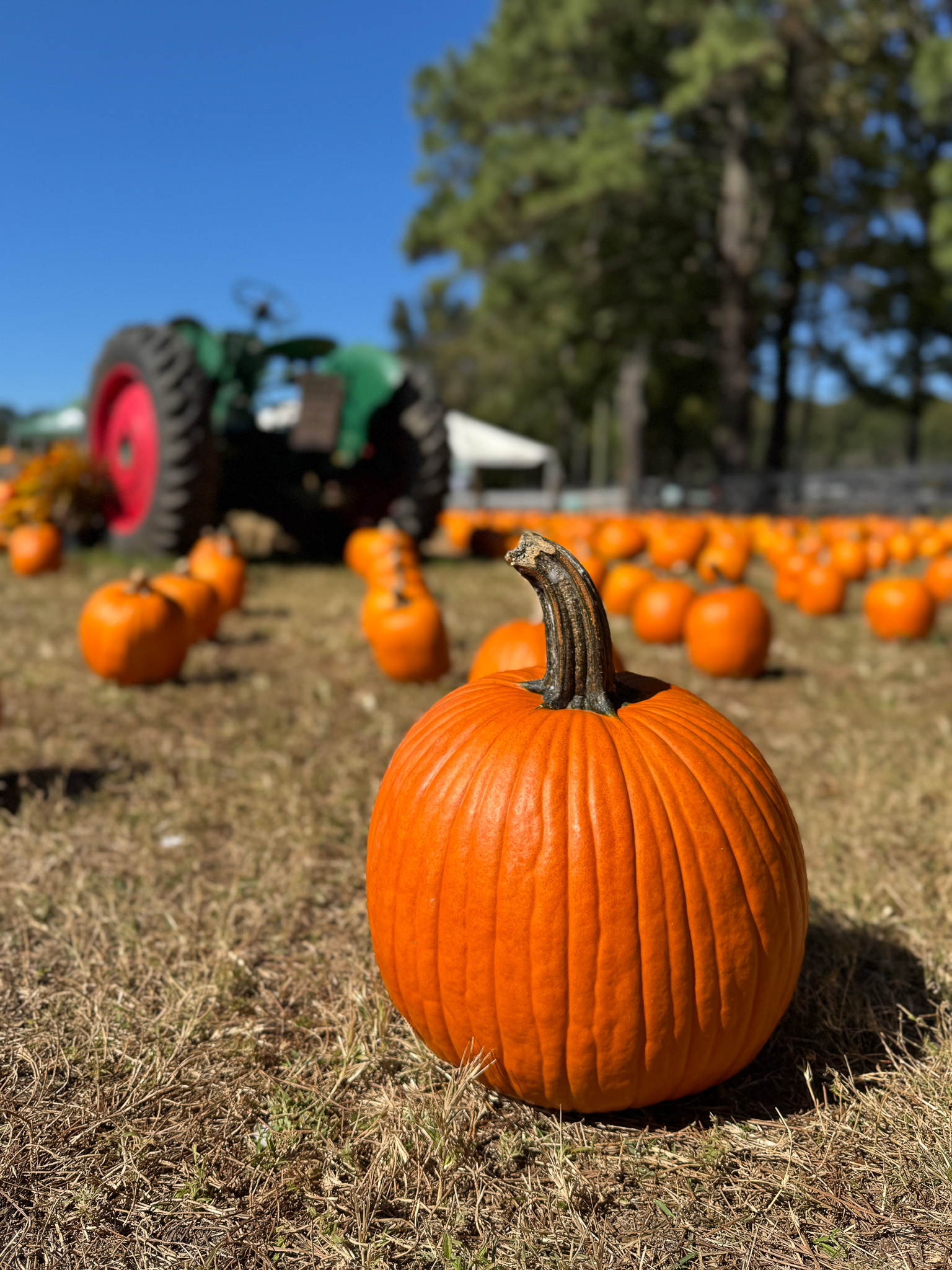 Boone Hall Pumpkin Patch